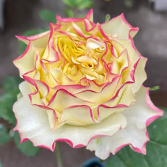 Stylist Rose