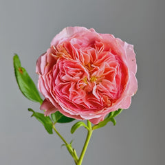 Summer fireworks Rose