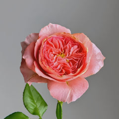 Summer fireworks Rose