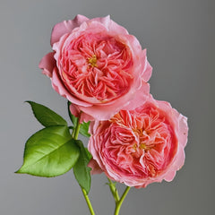 Summer fireworks Rose