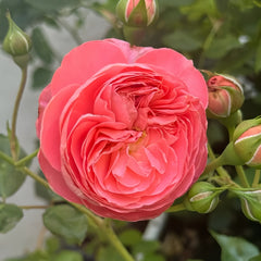 Summer fireworks Rose