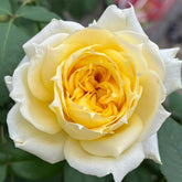 Sunny antike Rose