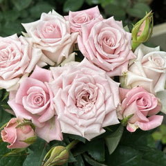 Sweet Menta Rose