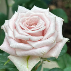 Sweet Menta Rose