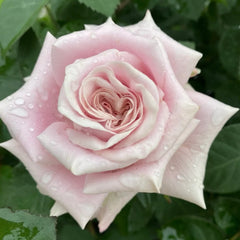 Sweet Menta Rose