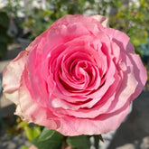 Sweet Spot Rose