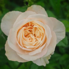 Sweetheart Memory Rose