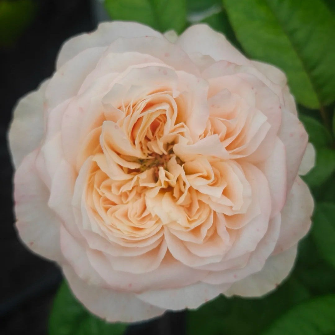 Sweetheart Memory Rose