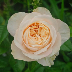 Sweetheart Memory Rose