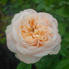 Sweetheart Memory Rose