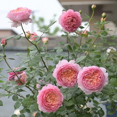 Taoran Rose