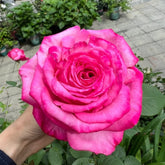 Taozhuolantian Rose