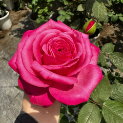 Taozhuolantian Rose