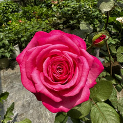 Taozhuolantian Rose