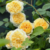 Teasing Georgia® Rose