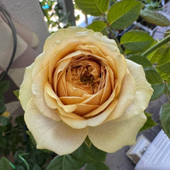 Teddy's Rose