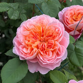 The Impressionist Rose