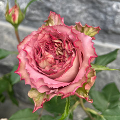 Thé nature Rose