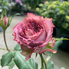 Thé nature Rose