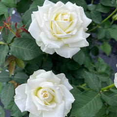 Tineke Rose