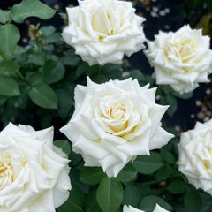 Tineke Rose