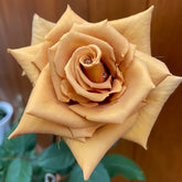 Toffee Rose