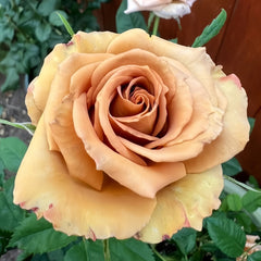 Toffee Rose