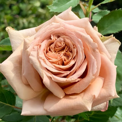 Toffee Rose