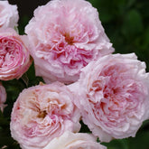 Traumerei rose-梦幻曲|Japanese shrub rose