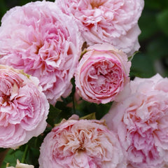 Traumerei rose-梦幻曲|Japanese shrub rose