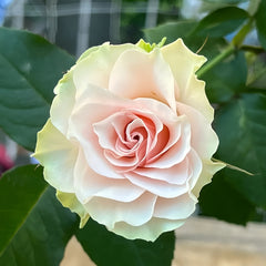 Tres Mignon Rose