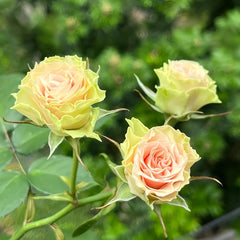 Tres Mignon Rose