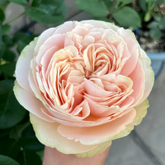 Unforgettable Rose