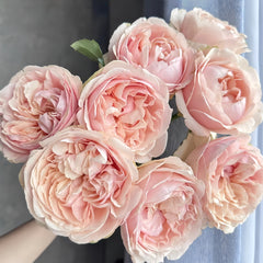 Unforgettable Rose