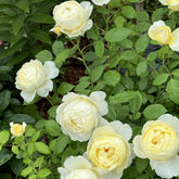 Vanessa Bell® Rose