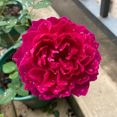 Velvety Twilight Rose