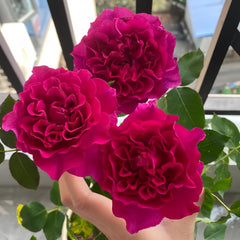 Velvety Twilight Rose