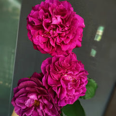 Velvety Twilight Rose