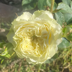 Victoria Wedding Rose