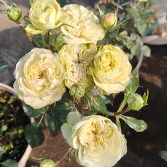 Victoria Wedding Rose