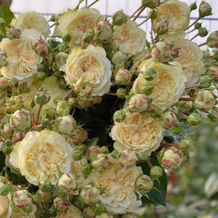 Victoria Wedding Rose