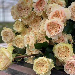 Victoria Wedding Rose