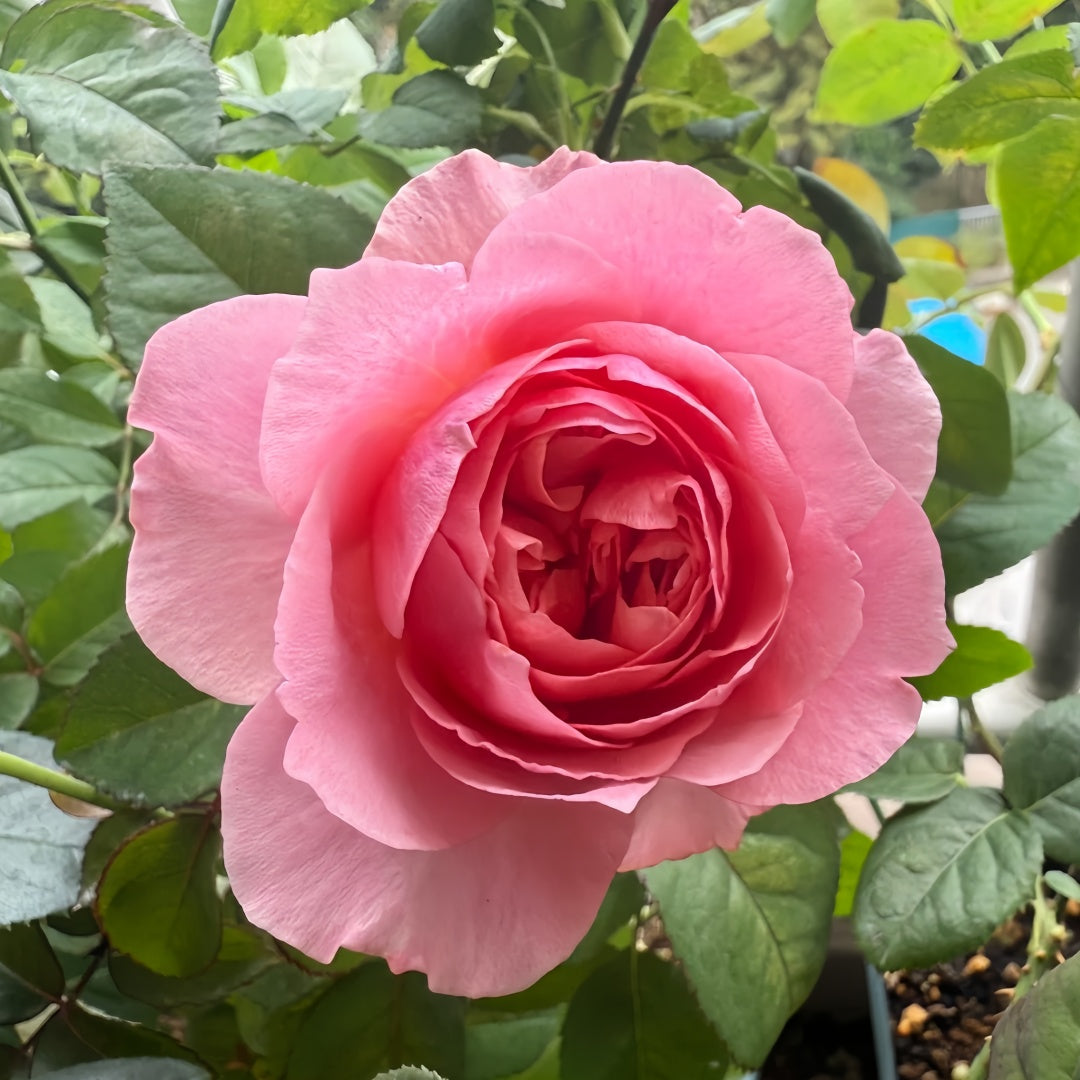 Victorian Kiss Rose