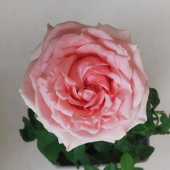 Victorian Kiss Rose