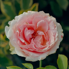 Victorian Kiss Rose