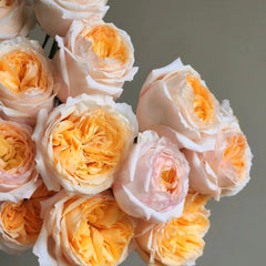 Victorian Peach Rose