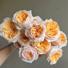 Victorian Peach Rose