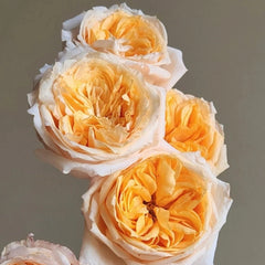 Victorian Peach Rose