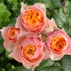 Vuvuzela Rose