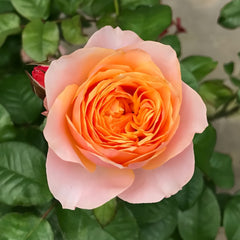 Vuvuzela Rose